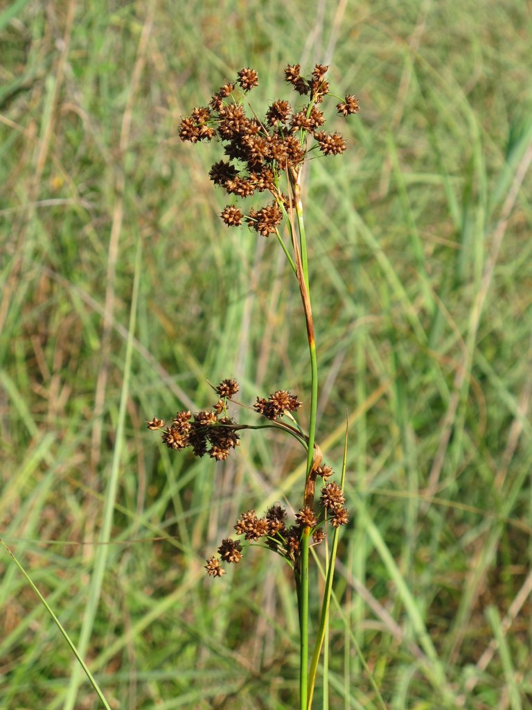 Cladium mariscus